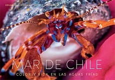 14698-MAR DE CHILE : COLOR Y VIDA EN LAS AGUAS FRIAS