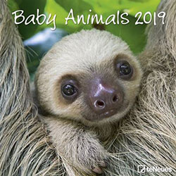 3257-2019 BABY ANIMALS GRID CALENDAR