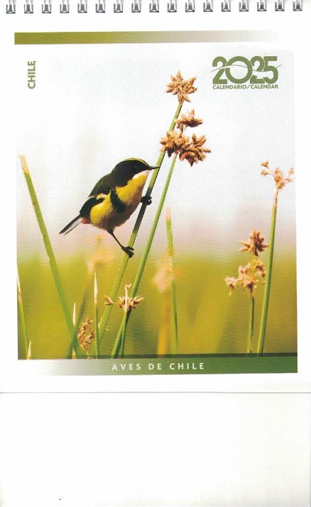 59163-CALENDARIO ESCRITORIO 2025 AVES DE CHILE
