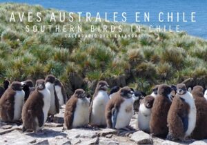 59797-CALENDARIO AVES AUSTRALES EN CHILE