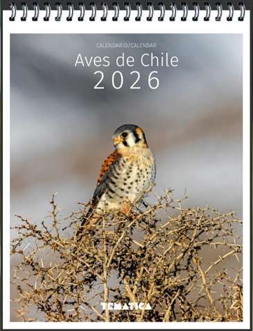 65080-CALENDARIO 2026 AVES DE CHILE