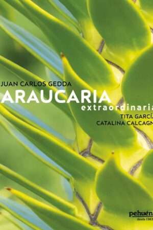 65580-ARAUCARIA EXTRAORDINARIA