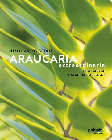 65580-ARAUCARIA EXTRAORDINARIA